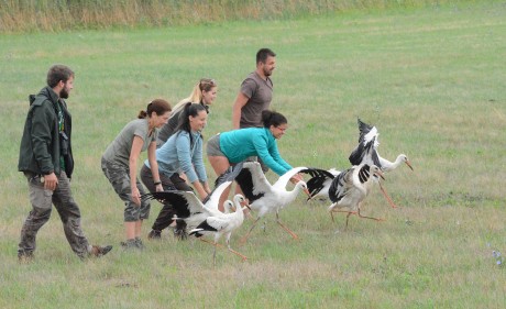 Tizenhárom Fehérváron gyógyult gólyát engedtek szabadon